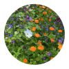 Tüte mit 4 Gramm Schnittblumensamen Braun