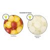 Bonbonglas mini transparent | ohne Werbeanbringung | Mini Bonbons Japanische Minze | Doming Etikett