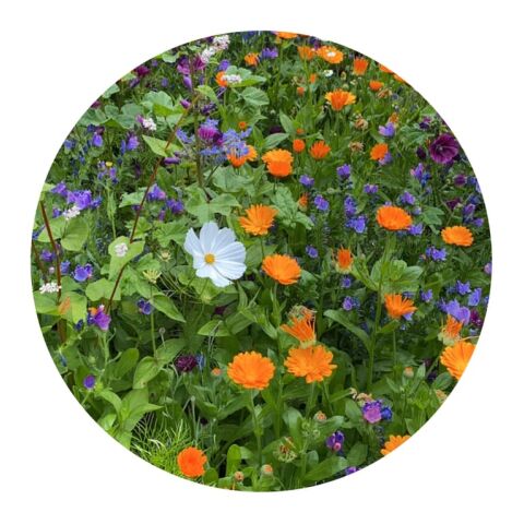 Tüte mit 4 Gramm Schnittblumensamen Braun