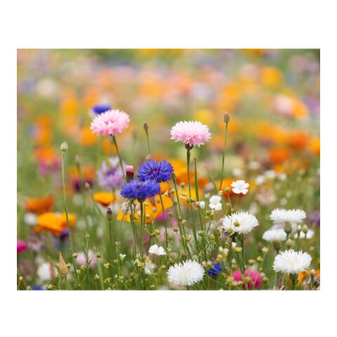 DIN A6 Wildblumen-Samenpapier weiß | ohne Werbeanbringung | Nicht verfügbar | Nicht verfügbar