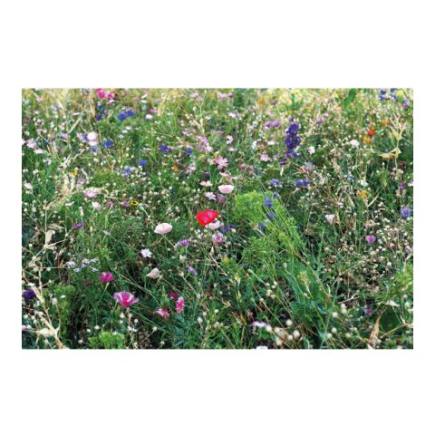 Samen Blumenmischung Honigbiene beige | ohne Werbeanbringung | Nicht verfügbar | Nicht verfügbar | Nicht verfügbar