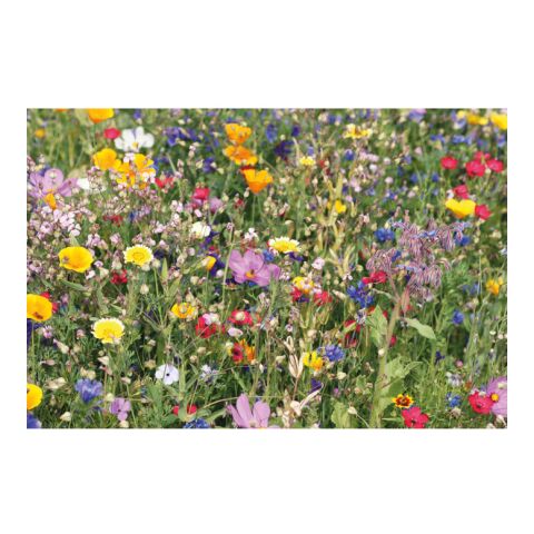 Samen Blumenmischung Sommerblumen beige | ohne Werbeanbringung | Nicht verfügbar | Nicht verfügbar | Nicht verfügbar