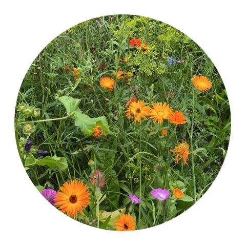 Tüte mit 4 Gramm Wildblumensamen Braun | ohne Werbeanbringung | Nicht verfügbar | Nicht verfügbar | Nicht verfügbar